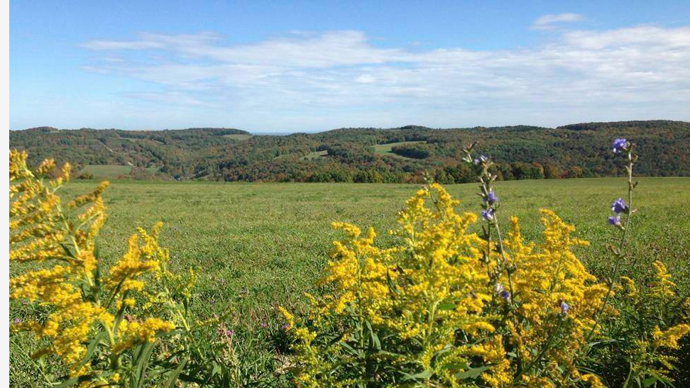 Yellow FLowers in a field